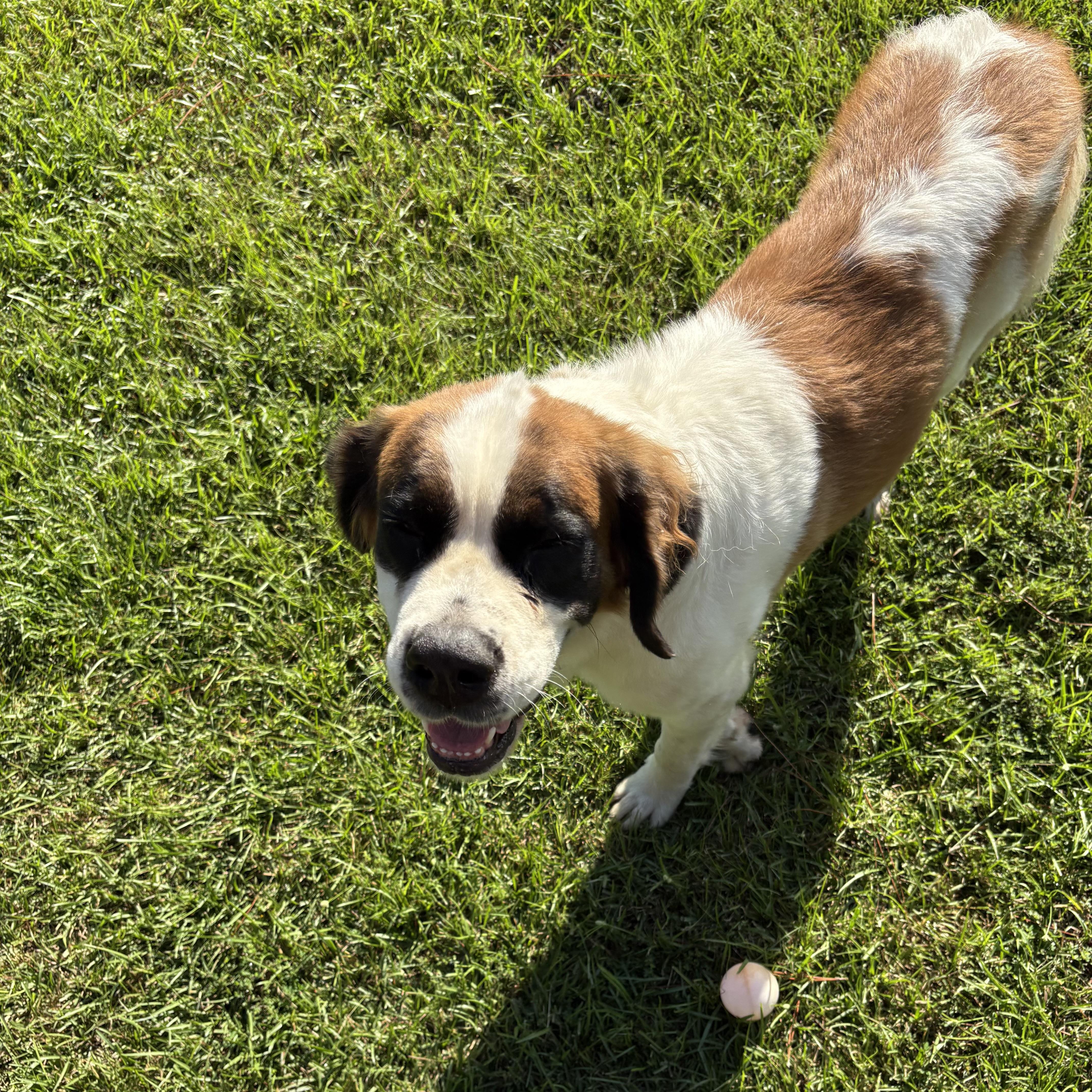 An adult large-sized female Tricolor (Brown, Black, & White) Saint Bernard dog named Lottie for adoption in Columbia, SC