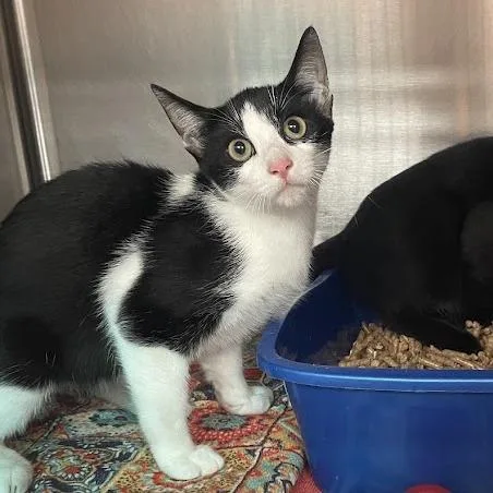 A baby small-sized female Black Domestic Short Hair cat named Sabrina for adoption in Port Charlotte, FL