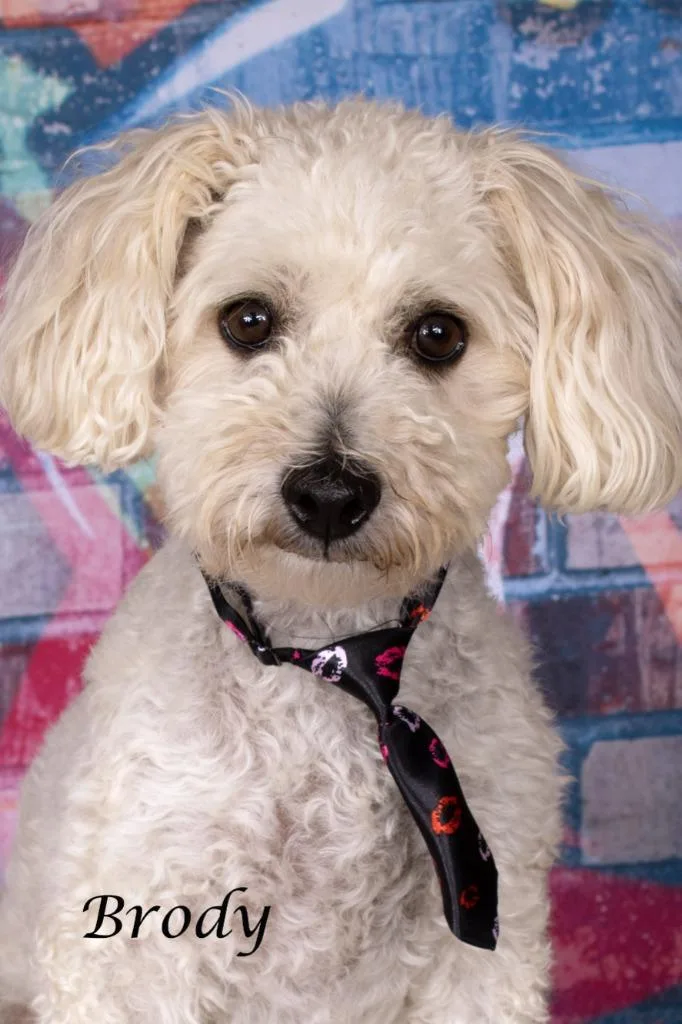 An adult small-sized male Bichon Frise dog named Brody for adoption in Gilbert, AZ
