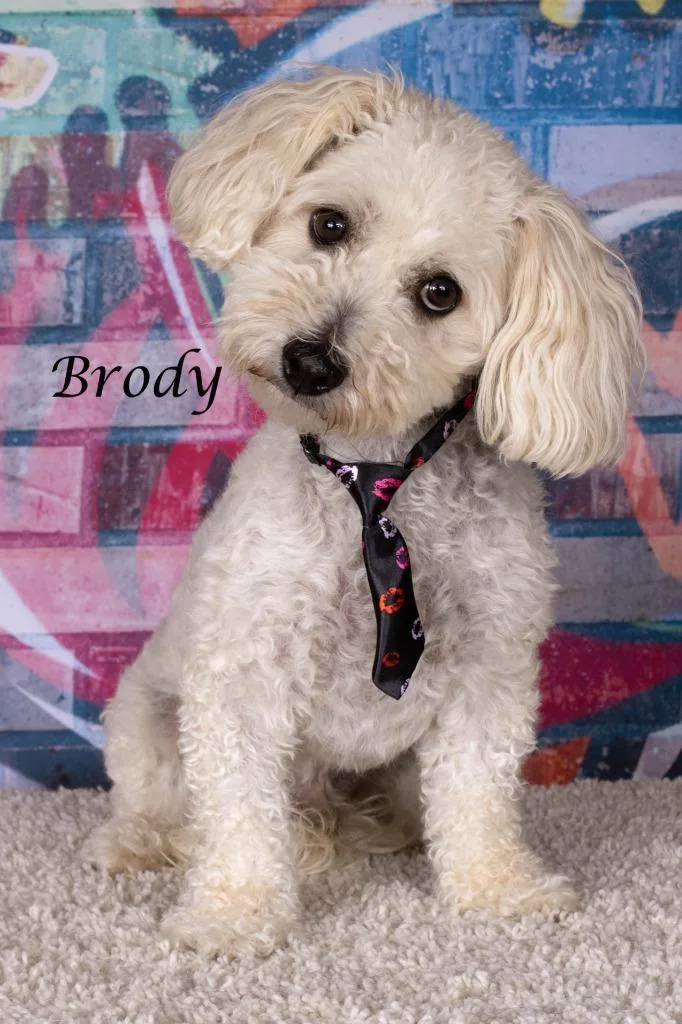 Brody thumbnail 2