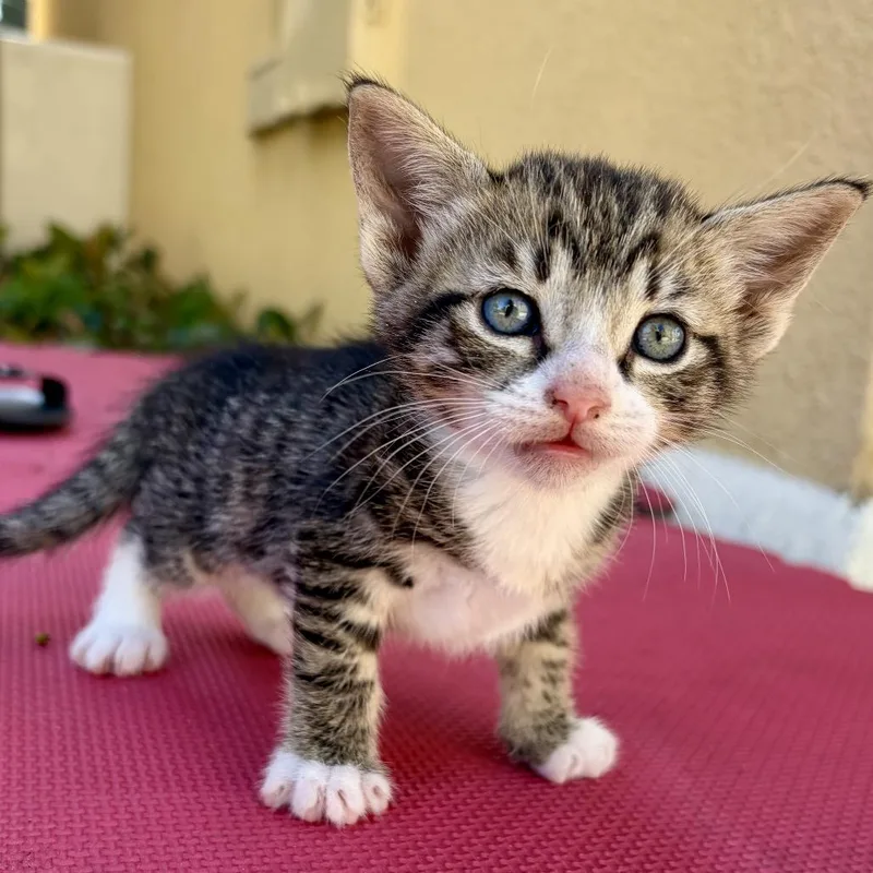 A baby small-sized female Domestic Short Hair cat named Lychee for adoption in San Pedro, CA