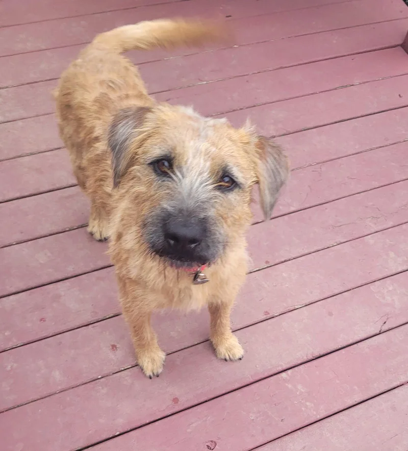 Rupert thumbnail 3