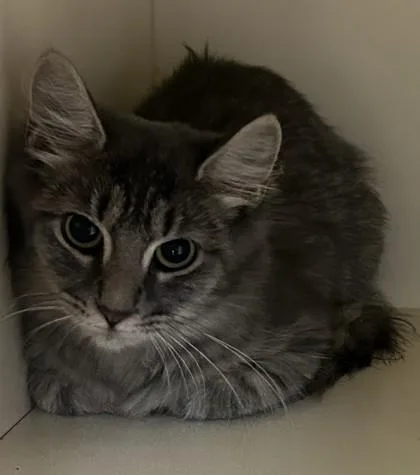 A baby small-sized female Domestic Short Hair cat named Emmeryn for adoption in Chamblee, GA