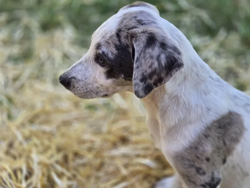 A baby large-sized male Gray / Blue / Silver Catahoula Leopard Dog named Linden for adoption in Lincoln, NE