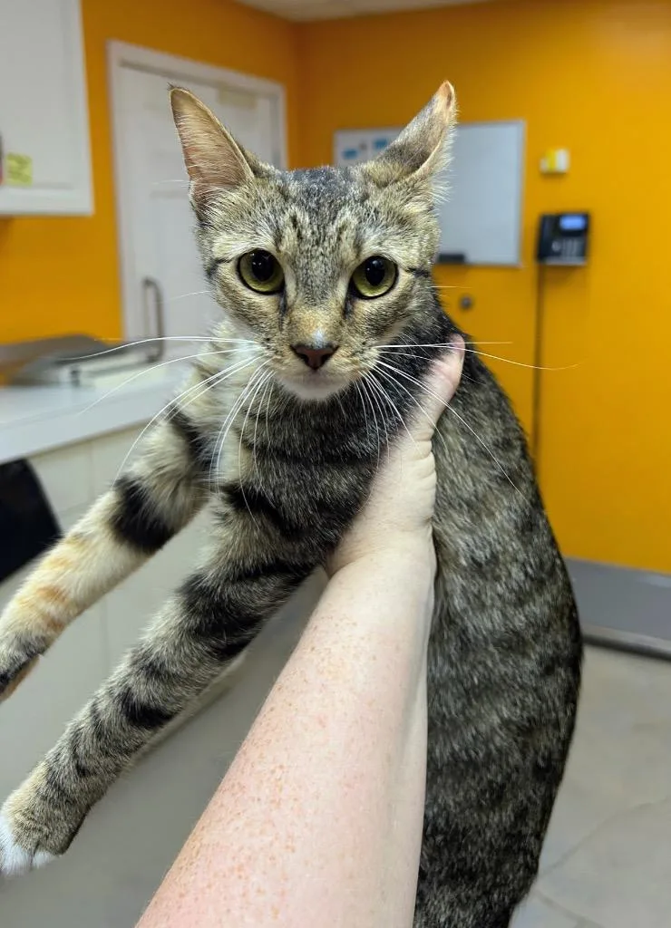 A young medium-sized female Domestic Short Hair cat named Monica for adoption in Bryant, AR