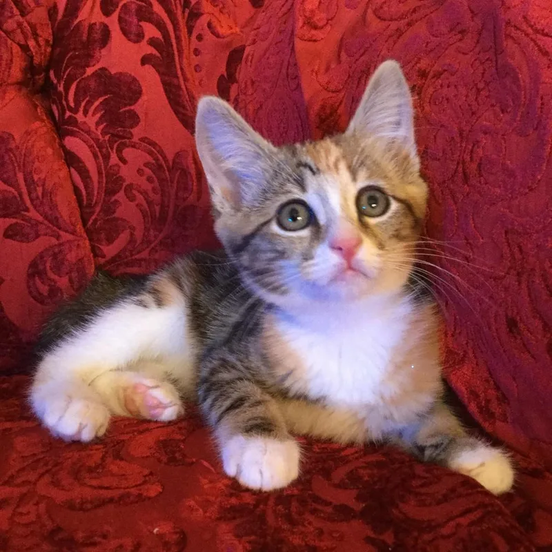 An adult medium-sized female Calico Domestic Short Hair cat named Meli for adoption in Los Angeles, CA