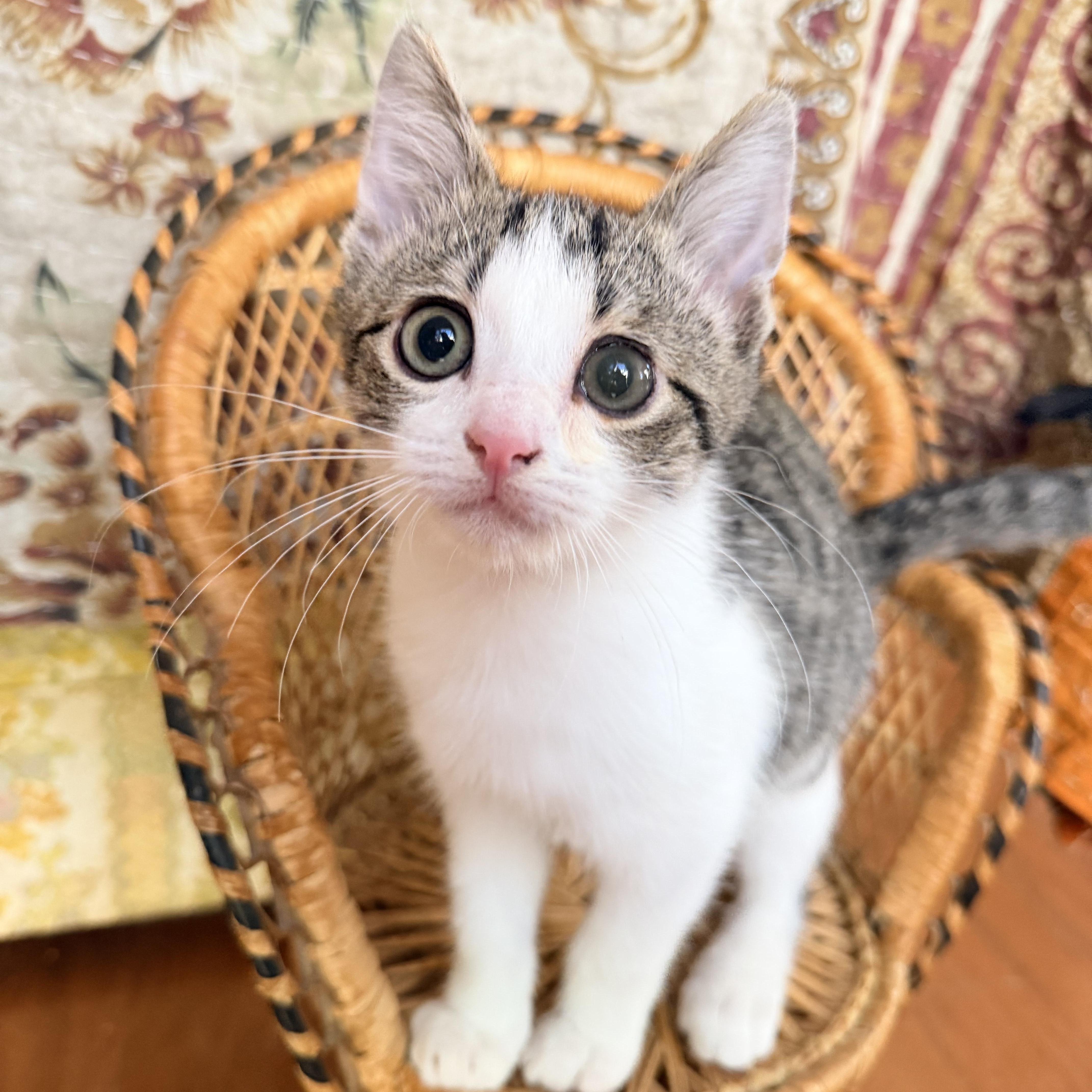 A baby medium-sized male White Domestic Short Hair cat named Fuzzball for adoption in Pawleys Island, SC