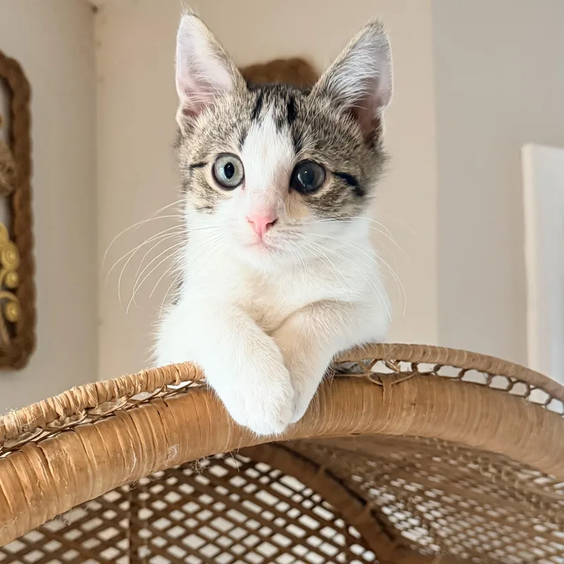 Fuzzball thumbnail 2
