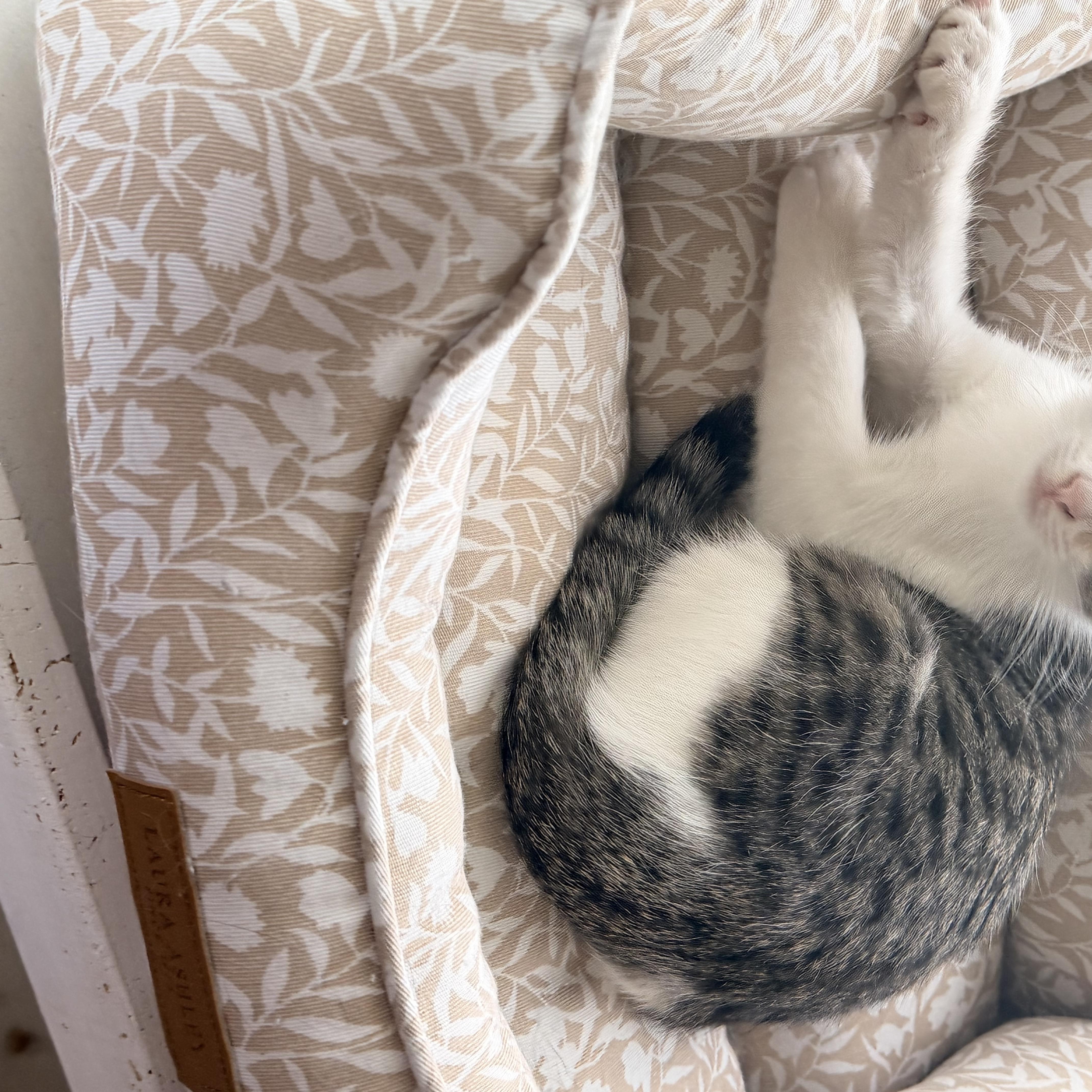 Fuzzball thumbnail 4