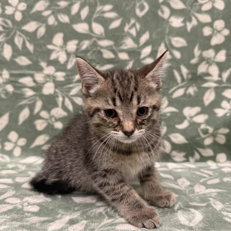 A baby small-sized female Brown / Chocolate Domestic Short Hair cat named Penne for adoption in Delaware, OH