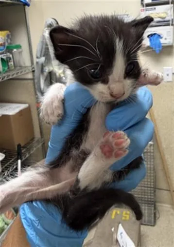A baby small-sized male Domestic Short Hair cat named Shaggy for adoption in Riverside, CA