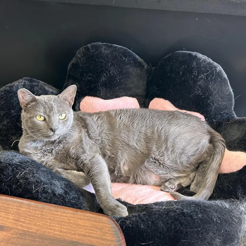 An adult large-sized female Gray / Blue / Silver Russian Blue cat named Hazel for adoption in Brea, CA