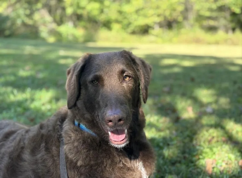 An adult medium-sized male Labrador Retriever dog named Murphy for adoption in Columbus, IN