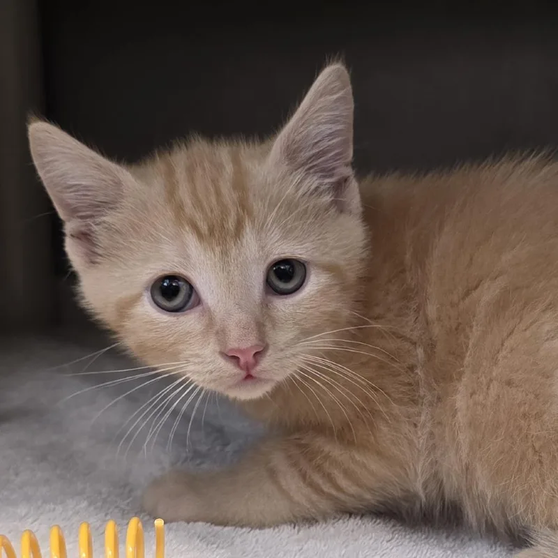A baby small-sized male Orange / Red Domestic Short Hair cat named Jasper for adoption in Fort Wayne, IN