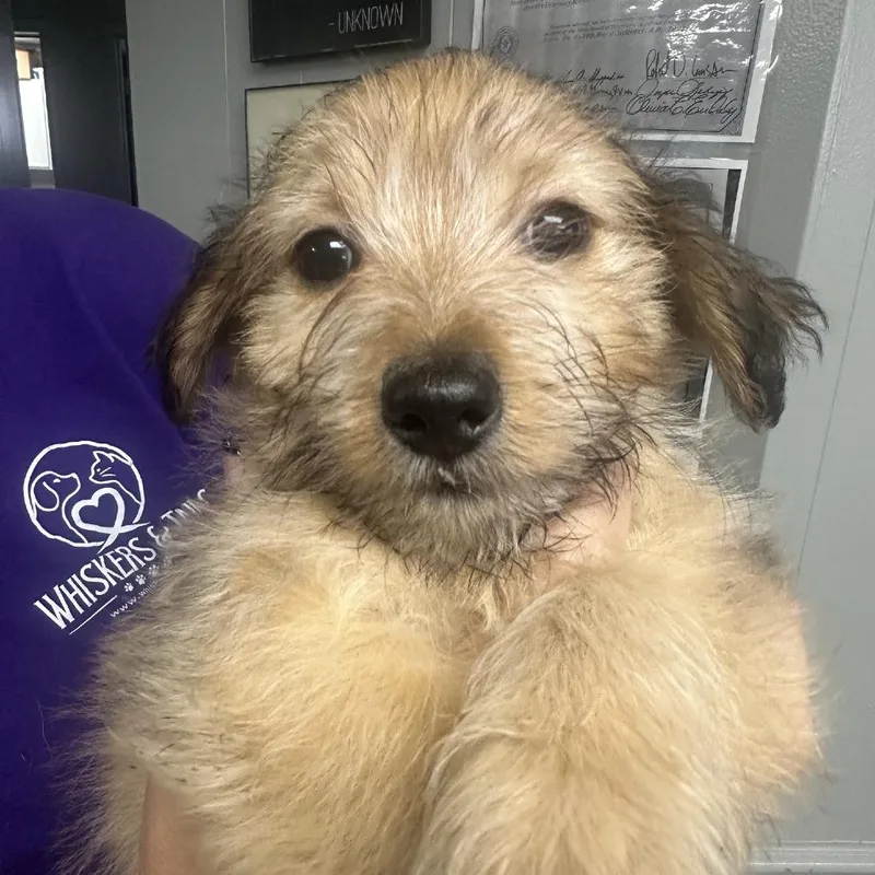 A baby small-sized male White / Cream Dachshund dog named Noodle for adoption in Midland, TX