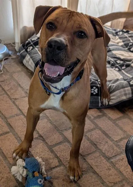 A young medium-sized male Rhodesian Ridgeback dog named Bobby for adoption in Albuquerque, NM