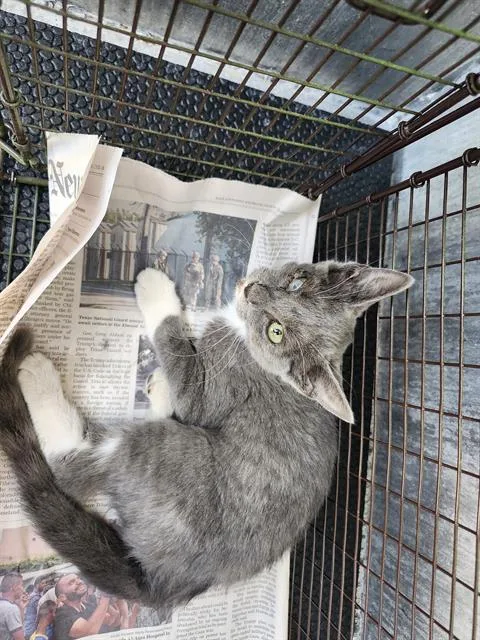 A baby medium-sized female Domestic Short Hair cat named Willow for adoption in San Antonio, TX