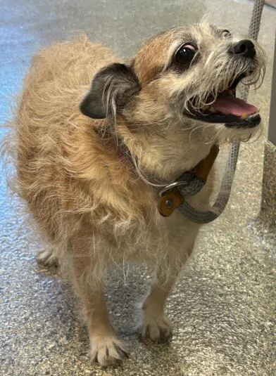 A senior small-sized female Terrier dog named Cleo for adoption in Kansas City, MO