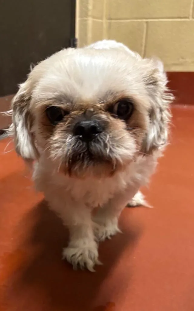 A senior medium-sized male Shih Tzu dog named Pugh for adoption in Douglasville, GA