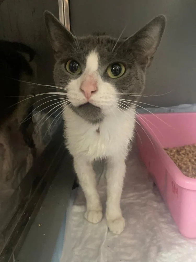 An adult medium-sized female Gray & White Domestic Short Hair cat named Trinket for adoption in West Mifflin, PA
