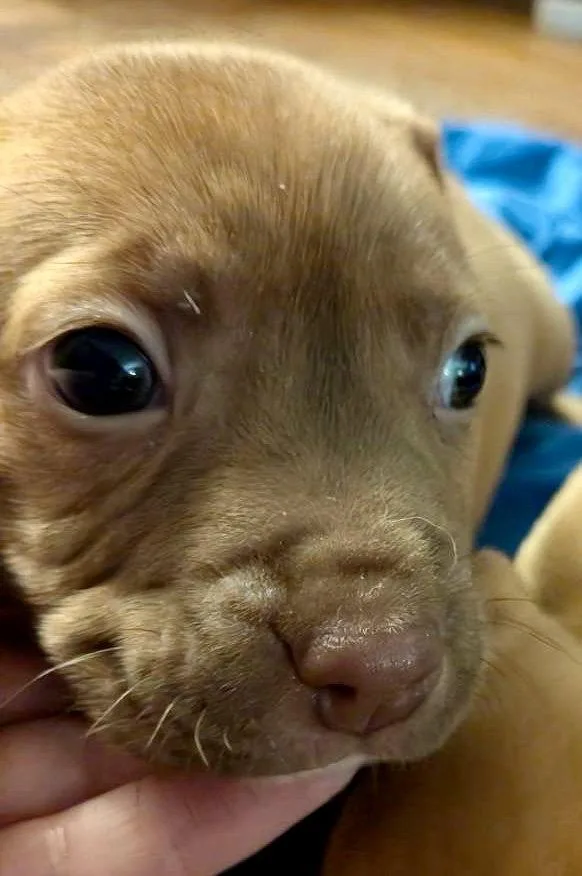 A baby medium-sized female Boxer dog named Chili for adoption in Herndon, VA