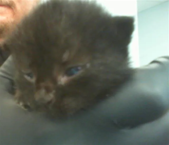 A baby small-sized female Domestic Short Hair cat named Nikki for adoption in Charlotte, NC