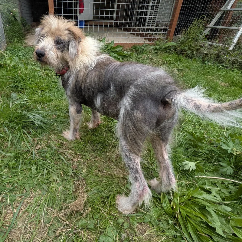 A senior large-sized male Terrier dog named Teddy for adoption in Quilcene, WA