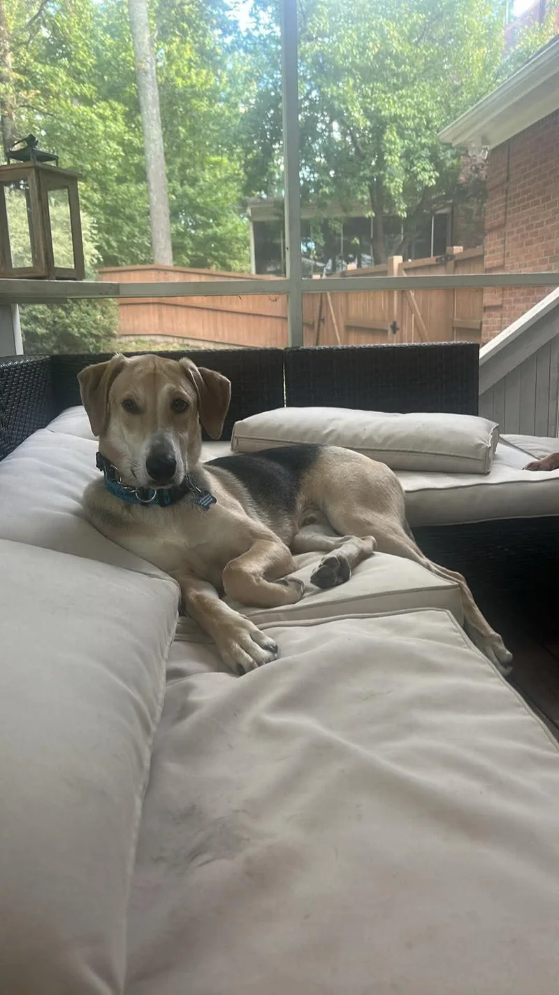 A baby medium-sized male Hound dog named Fred for adoption in Douglas, MA