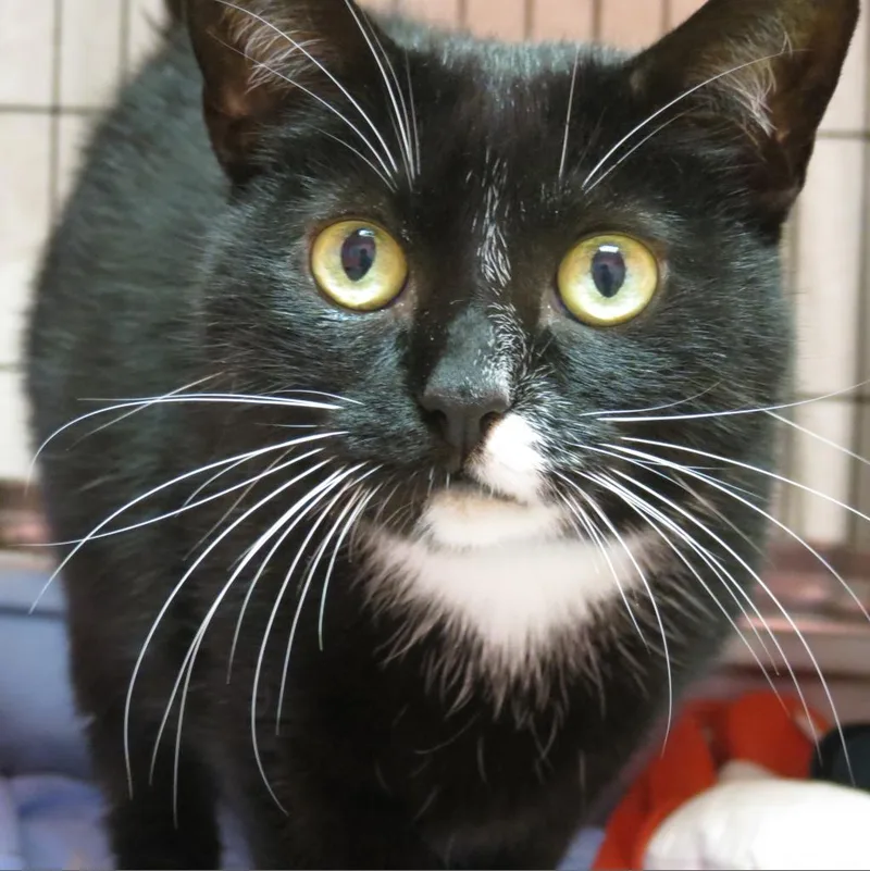 A senior medium-sized female Black Domestic Short Hair cat named Britta for adoption in Monroe, LA