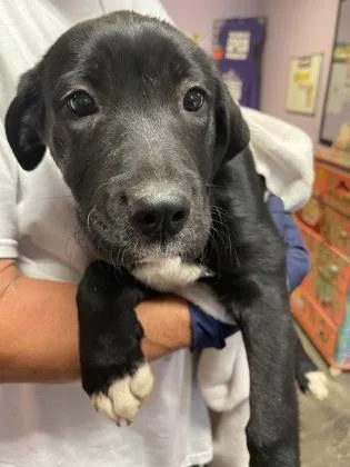 A baby small-sized female Mixed Breed dog named Eva for adoption in West Chester, PA