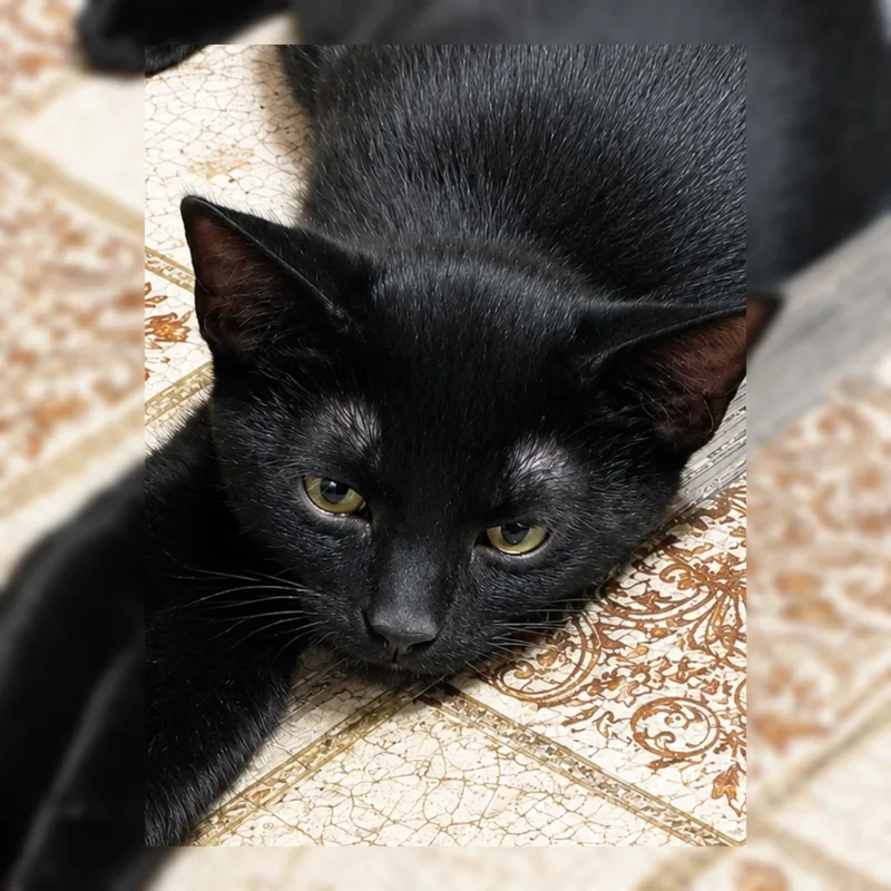 A baby medium-sized male Black Domestic Short Hair cat named Loki for adoption in Fresno, CA