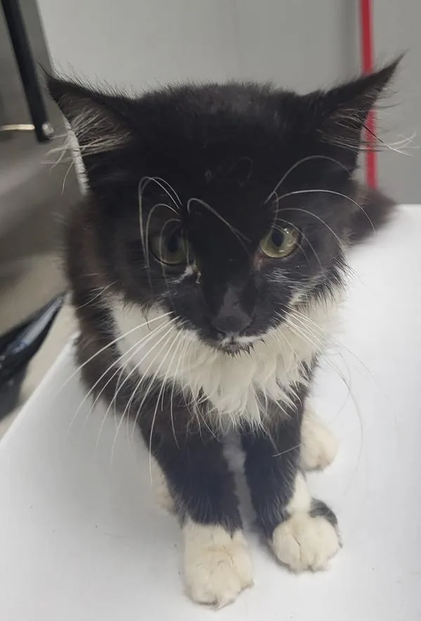 A baby small-sized male Domestic Medium Hair cat named Nf Ned for adoption in Lawrenceville, GA