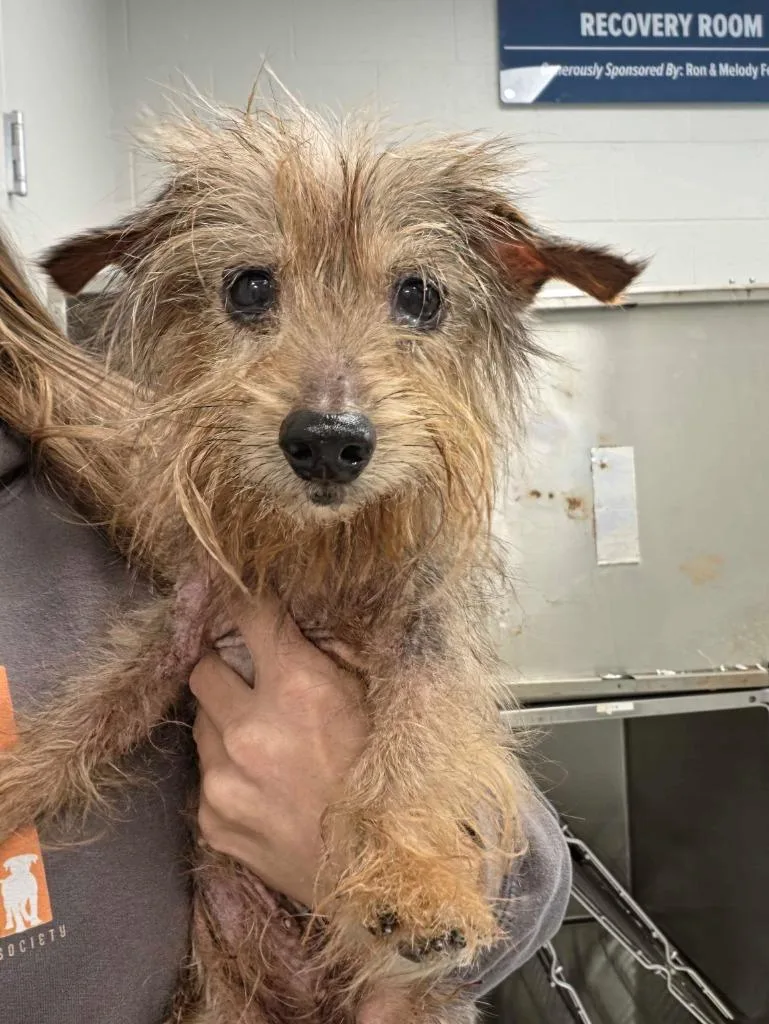 A senior small-sized female Yorkshire Terrier dog named Blythe for adoption in Chillicothe, OH