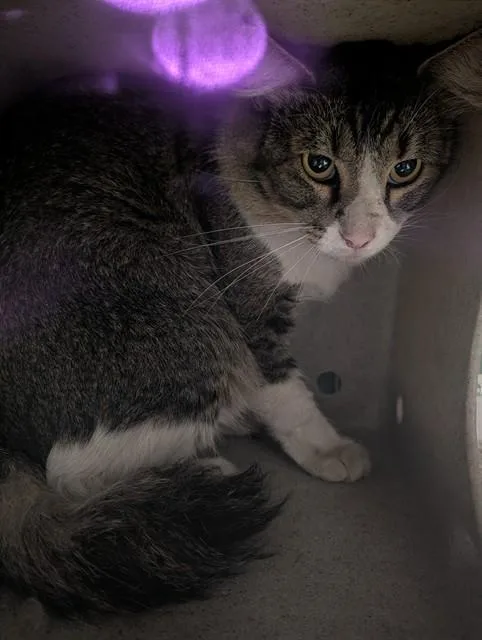 A young medium-sized male Domestic Medium Hair cat named Bernardo for adoption in Baldwin Park, CA