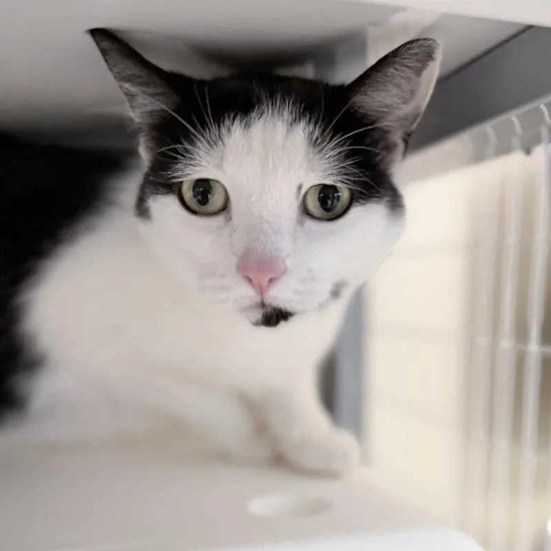 An adult medium-sized female Black Domestic Short Hair cat named Oreo for adoption in Medford, OR
