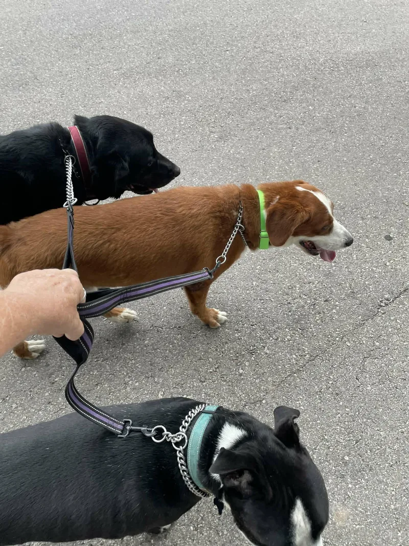 A senior large-sized male Red / Chestnut / Orange Labrador Retriever dog named Redley for adoption in Austin, TX