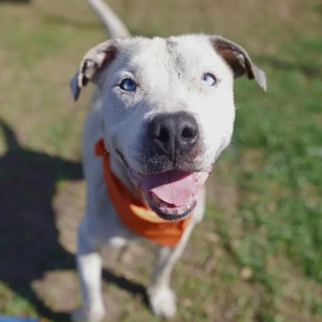 An adult medium-sized male American Staffordshire Terrier dog named Bud for adoption in San Antonio, TX