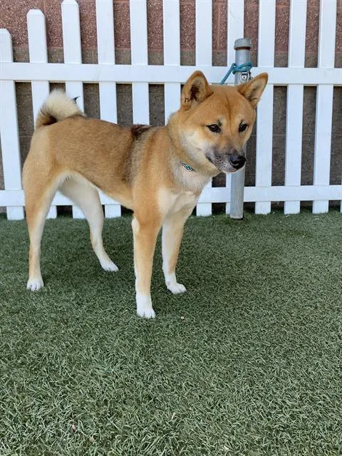 Shiba