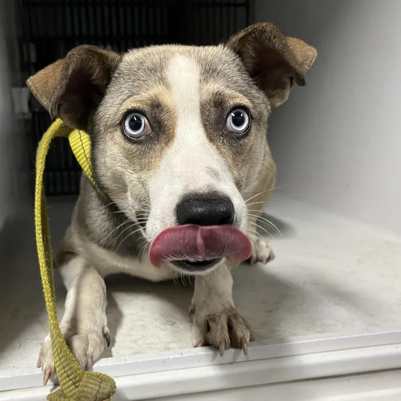 A young medium-sized male Gray / Blue / Silver Husky dog named Vincent for adoption in Beaumont, TX