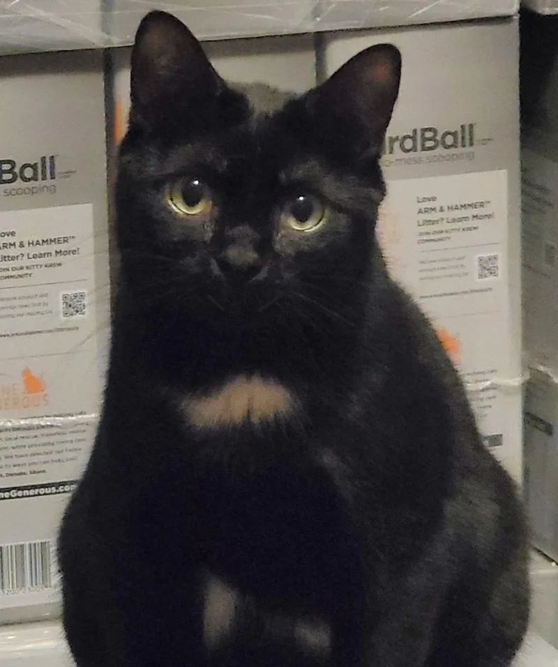 Flower Rose thumbnail 2