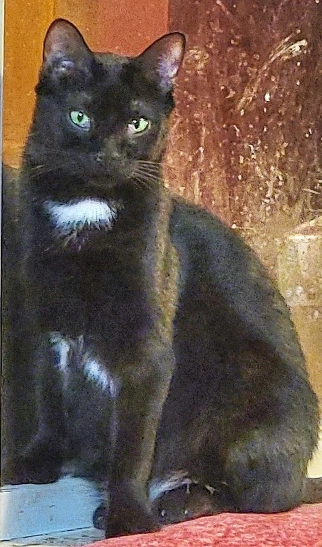 Flower Rose thumbnail 3