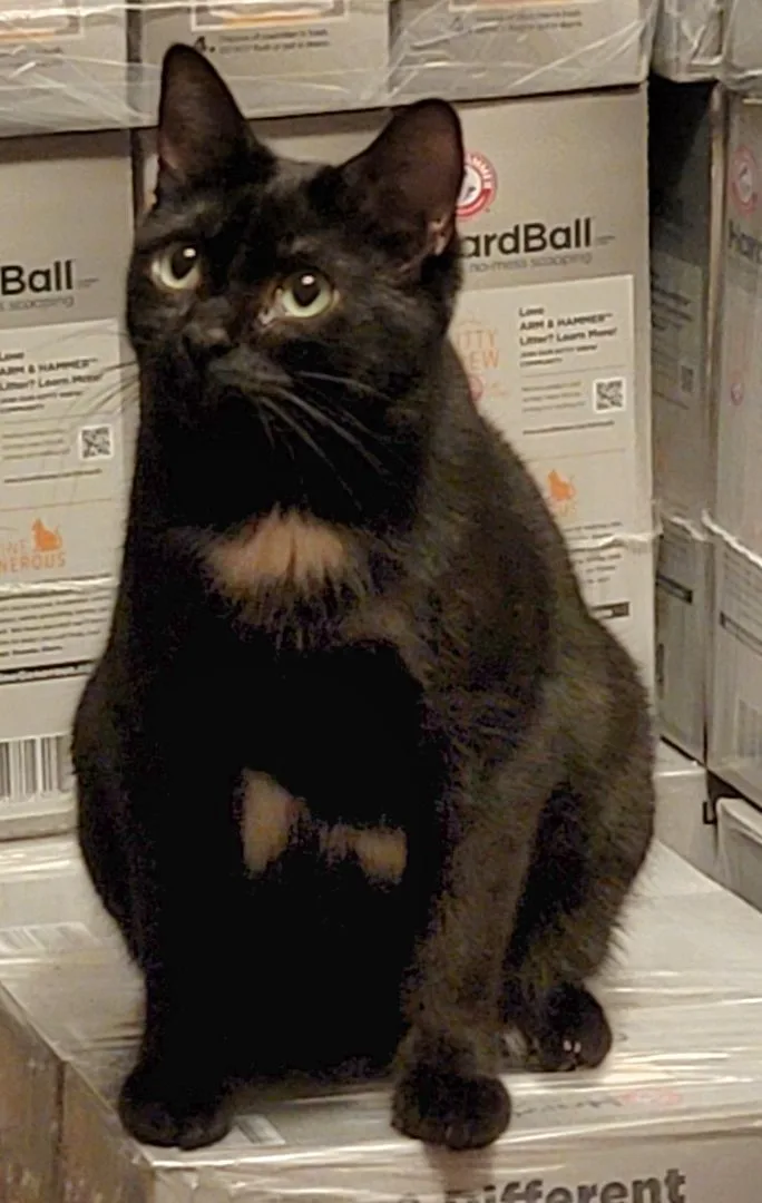 Flower Rose thumbnail 4