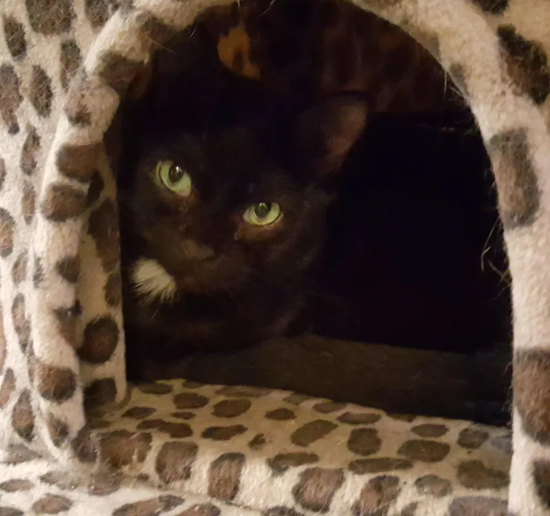 Flower Rose thumbnail 5