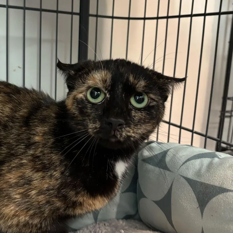 A young medium-sized female Tortoiseshell Domestic Short Hair cat named Anastasia for adoption in Louisville, KY