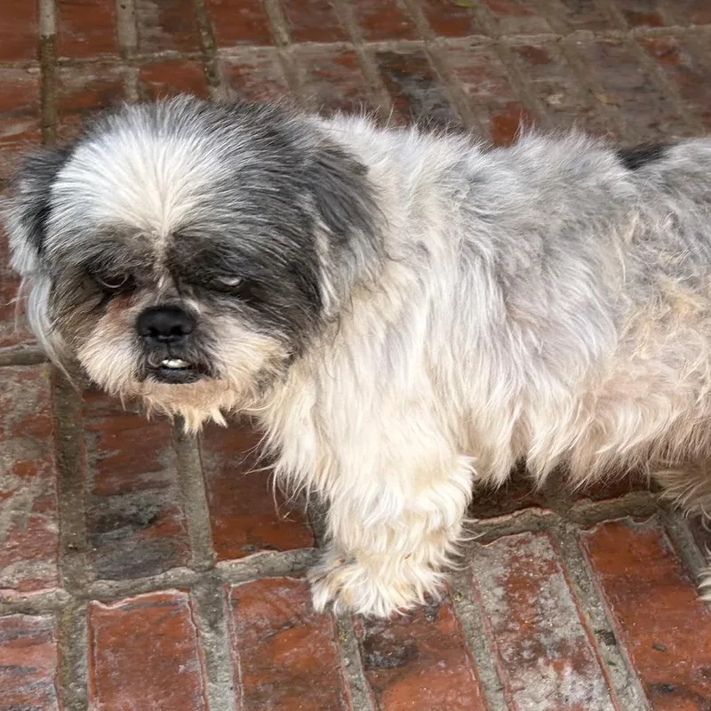A senior small-sized male White / Cream Shih Tzu dog named Zachary Thomas for adoption in Houston, TX