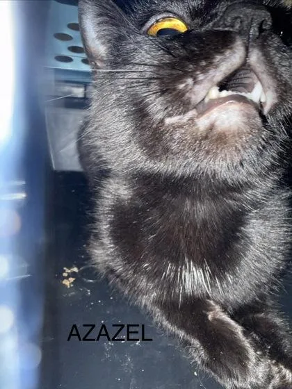 An adult medium-sized female Black Domestic Short Hair cat named Azazel for adoption in Athens, GA