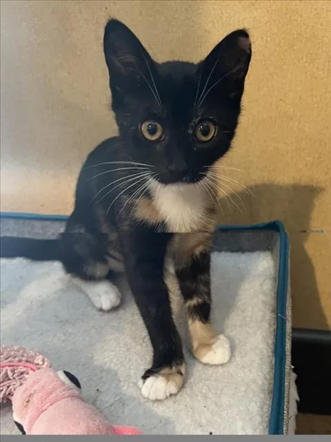A baby small-sized female Domestic Short Hair cat named Cabernet for adoption in Woodland, CA