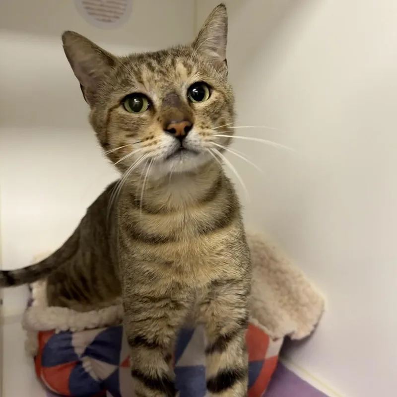 An adult large-sized male Brown / Chocolate Domestic Short Hair cat named Calzone for adoption in West Palm Beach, FL