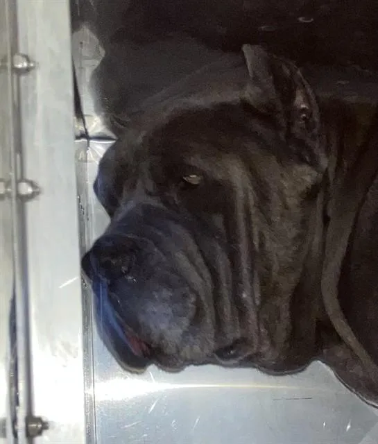 A young large-sized male Mixed Breed dog named Jacob for adoption in Dallas, TX