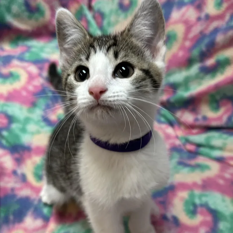 A baby medium-sized female White Domestic Short Hair cat named Jade for adoption in White Oak, PA